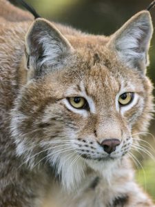Wildpark Sainte-Croix