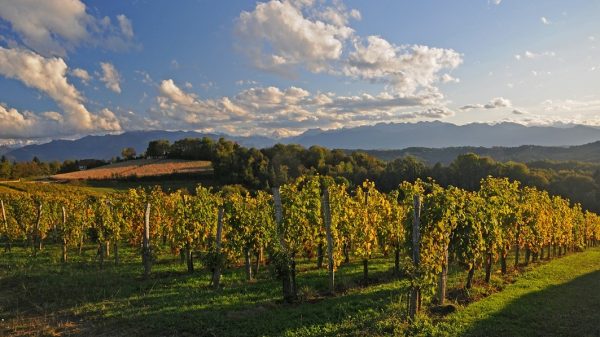 Vignobles de Jurançon