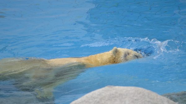 Ours blanc du zoo de La Palmyre