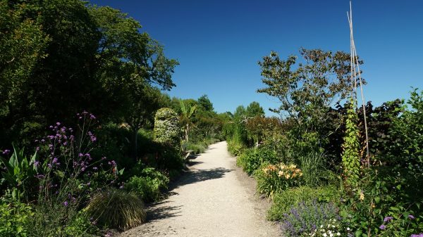 Walk among the flowers in Mimizan