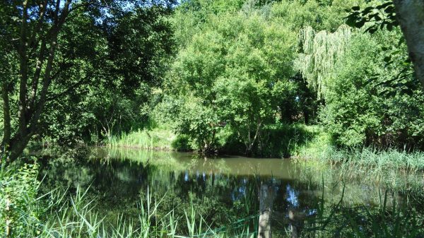 Un camping en bord d'étang, en pleine nature sauvage