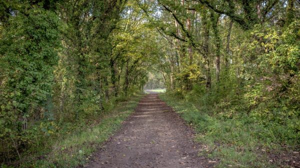 Walking in the forest in Ile-de-France