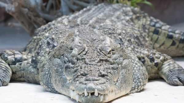 Nijlkrokodil - Palmyra Zoo
