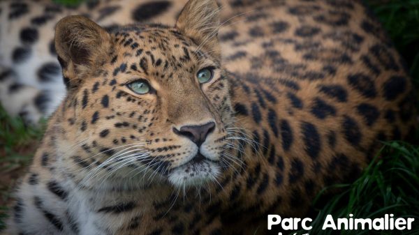 Dierenpark Auvergne