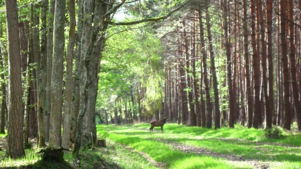 Wald in der Sologne