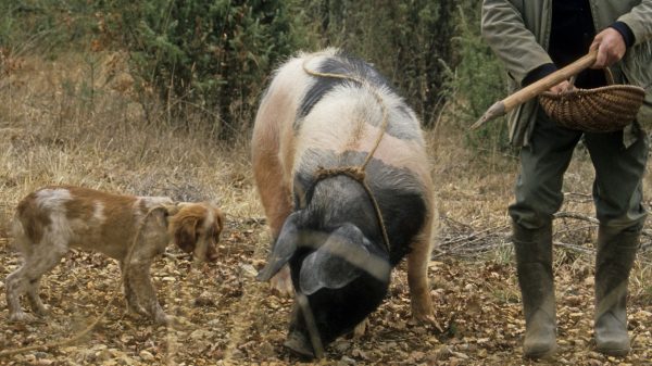 Le caveur et ses animaux dressés pour chercher les truffes