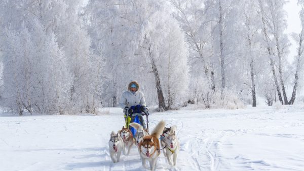Course de chiens de traîneaux 