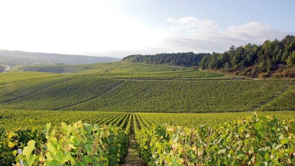Vignoble de Chablis