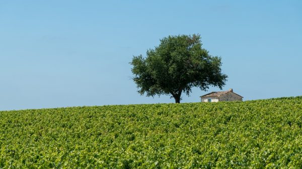 Vignoble du Médoc