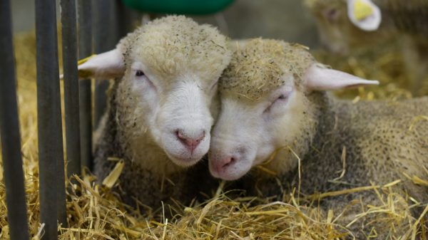 A pair of mounts at the Salon de l'Agriculture
