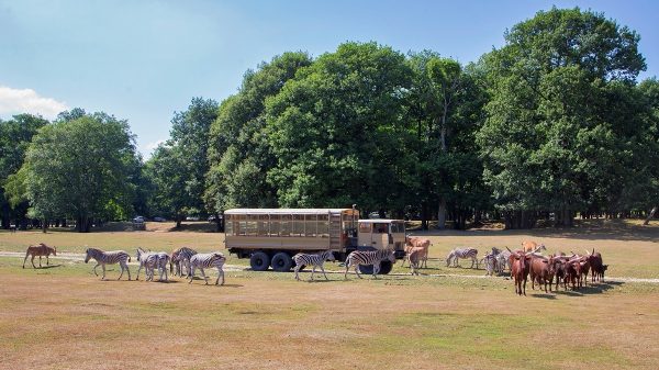 Ontdek de safari vanuit de bush truck