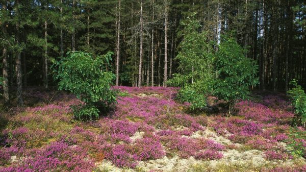 Paisaje de Sologne en el bosque