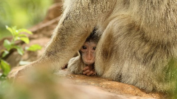 The Monkey Forest