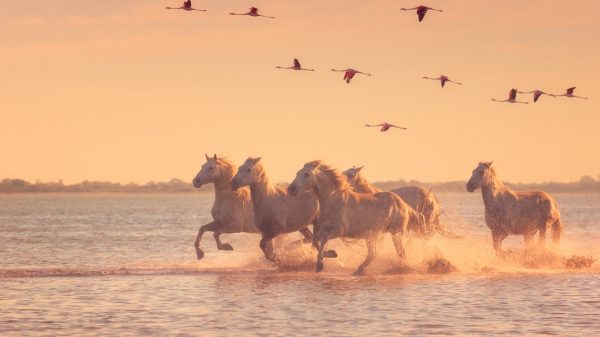 La Camarga, caballos en libertad y flamencos rosas 
