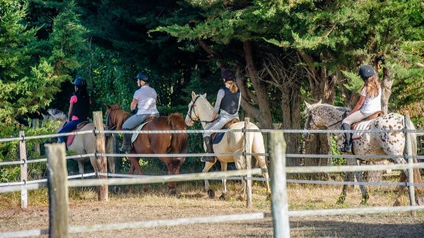 Maak gebruik van de manege van de camping om een tocht te maken