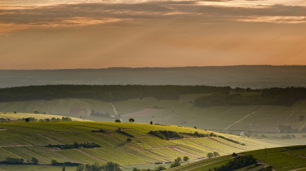 Vista de los viñedos de Sancerre al amanecer