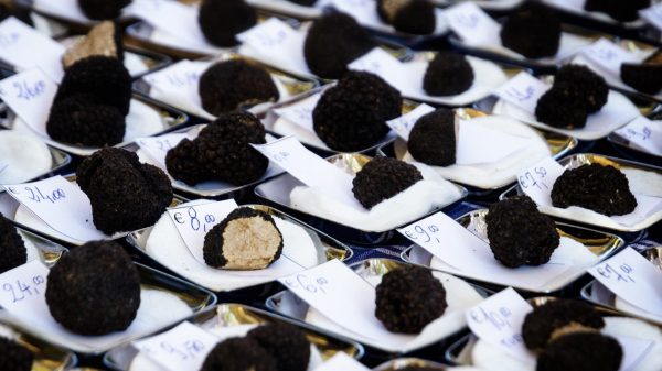 Marché aux truffes