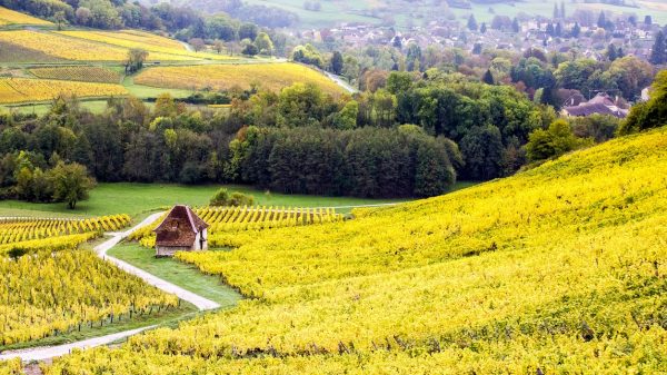 Les vignes du Jura