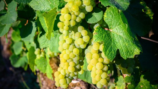Raisin blanc de savagnin prêt à être récolté pour le vin jaune