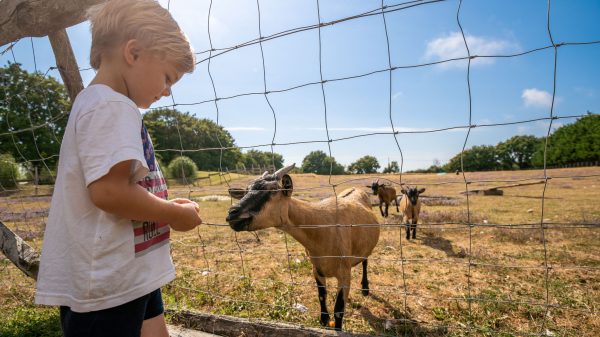 Les Brillas, Les Moutiers-en-Retz (44)