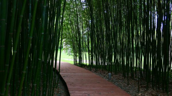 Bamboegroeve van de Jardin des Plantes des Capellans 
