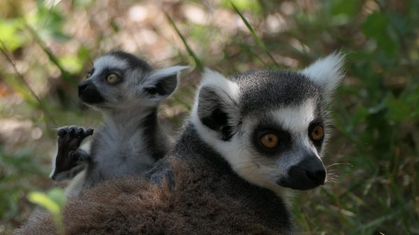 Lémurien et son bébé, au Parc animalier d'Auvergne