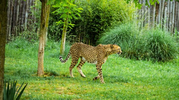 Guépard se promenant dans le zooParc de Beauval