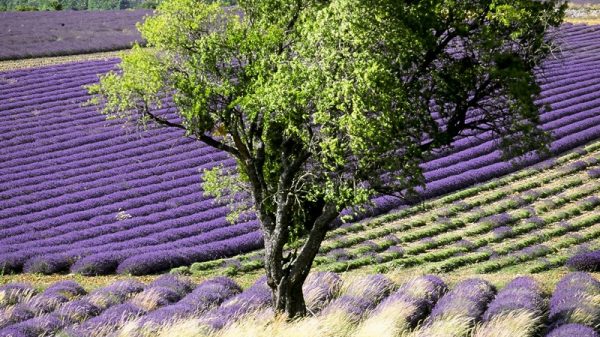 Lavender fields in Provence