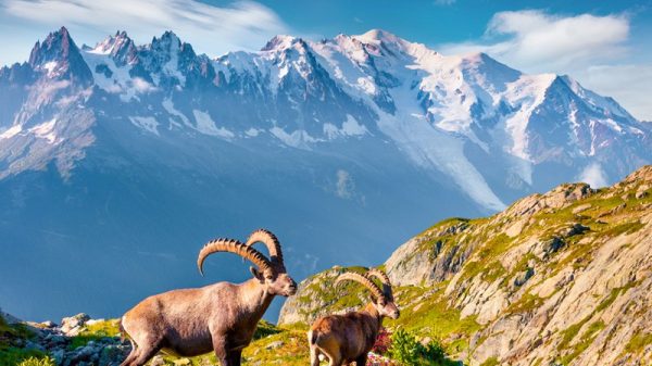 Le Mont-Blanc, au sommet de l'Europe