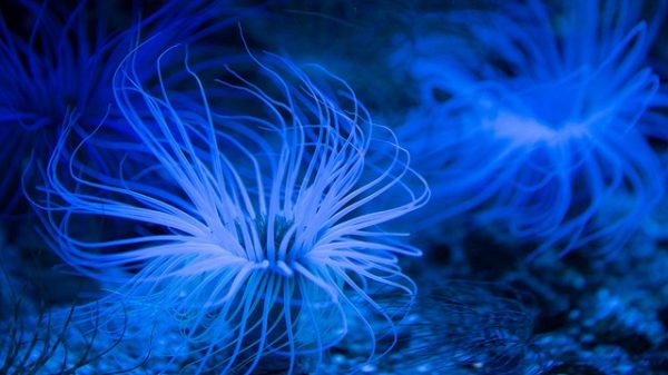 Anemonen in het aquarium