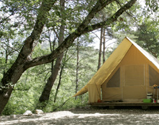 In the forest